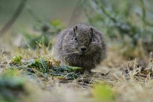 Desert Cavi, Lihue Calel National Park, La Pampa Province, Patagonia , Argentina photo