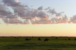 Cows grazing in the field, in the Pampas plain, Argentina photo