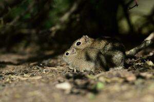 Desert Cavi, Lihue Calel National Park, La Pampa Province, Patagonia , Argentina photo