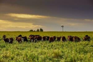 vacas manada en el pampa campo, argentino carne producción, la pampa, argentina. foto