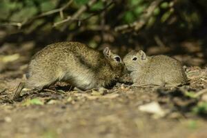 Desert Cavi, Lihue Calel National Park, La Pampa Province, Patagonia , Argentina photo