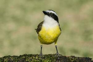 Great Kiskadee,  Pitangus sulphuratus, Calden forest, La Pampa, Argentina photo