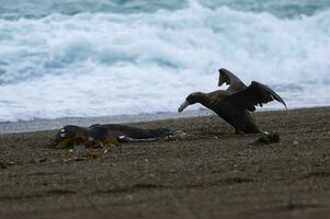 Giant Petrel , Peninsula Valdes, Unesco World heritage site, Chubut Province, Patagonia, Argentina. photo