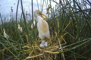 Cattle Egret, Bubulcus ibis, nesting, La Pampa Province, Patagonia, Argentina photo