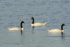 negro cuello cisne nadando en un laguna, la pampa provincia, Patagonia, argentina. foto