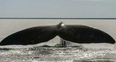 ballena cola en península Valdés, Patagonia, argentina foto