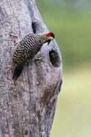 Green barred Woodpecker in forest environment,  La Pampa province, Patagonia, Argentina. photo