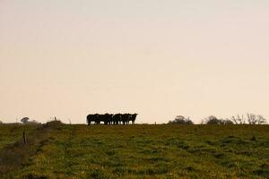 campo paisaje con vacas pasto, la pampa, argentina foto