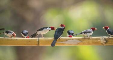 Yellow billed Cardinal,perched on a liana,Pantanal forest, Brazil photo