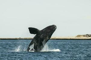 Whale jumping in Peninsula Valdes,, Patagonia, Argentina photo