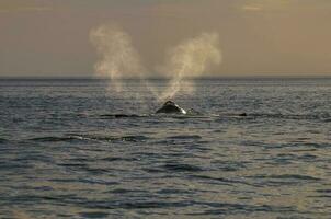 whale breathing, Peninsula Valdes,, Patagonia, Argentina photo