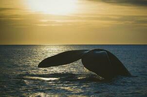 Whale tail in Peninsula Valdes,, Patagonia, Argentina photo