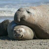 Elephant seal family, Peninsula Valdes, Patagonia, Argentina photo