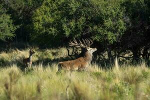 Red deer, Male roaring in La Pampa, Argentina, Parque Luro, Nature Reserve photo