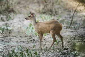 gris brocket, mazama gouazoubira, mato asqueroso, Brasil foto