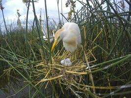 Cattle Egret, Bubulcus ibis, nesting, La Pampa Province, Patagonia, Argentina photo