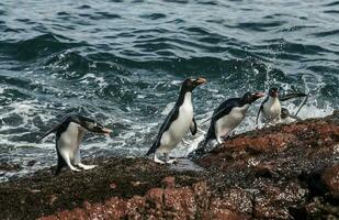 rockhopper pingüino, pingüino isla,puerto deseado, Papa Noel cruz provincia, Patagonia argentina foto