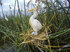 Cattle Egret, Bubulcus ibis, nesting, La Pampa Province, Patagonia, Argentina photo