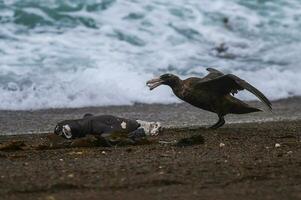 gigante petrel , península Valdés, la unesco mundo patrimonio sitio, chubut provincia, Patagonia, argentina. foto