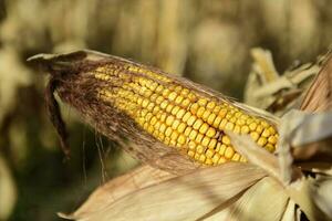 Corn cob growing on plant ready to harvest, Argentine Countryside, Buenos Aires Province, Argentina photo