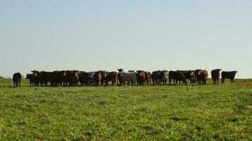 Countryside landscape with cows grazing, La Pampa, Argentina photo