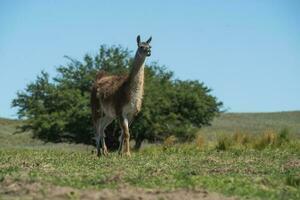 Guanacos in Pampas grass environment, La Pampa, Patagonia, Argentina. photo