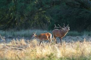 Red deer, Male roaring in La Pampa, Argentina, Parque Luro, Nature Reserve photo