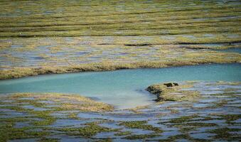 Sea lion on stone shoal at low tide, Peninsula Valdes, Patagonia, Argentina photo