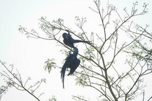 Hyacinth Macaw couple mating,Pantanal Forest, Brazil photo