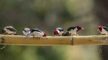 Yellow billed Cardinal,perched on a liana,Pantanal forest, Brazil photo