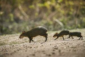 Azara's agouti ,Dasyprocta azarae, Pantanal , Brazil photo