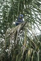 Hyacinth Macaw,Pantanal Forest, Brazil photo