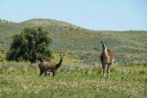 guanacos en pampa césped ambiente, la pampa, Patagonia, argentina. foto