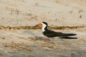 negro skimmer,encaramado en el playa, cuiabá río banco, pantanal Brasil foto