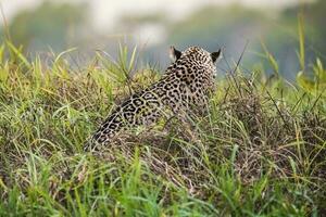 Jagual walking on the banks of the Cuiaba River,Pantanal,Brazil photo