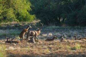 Red deer, Male roaring in La Pampa, Argentina, Parque Luro, Nature Reserve photo