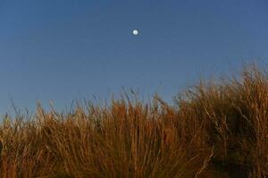 Pampas grass landscape, La Pampa province, Patagonia, Argentina. photo