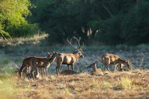 Red deer, Male roaring in La Pampa, Argentina, Parque Luro, Nature Reserve photo