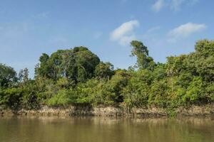 Amazon jungle  to river banks,Brazil photo