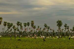 Palms landscape in La Estrella Marsh variety of bird species,  Formosa province, Argentina. photo