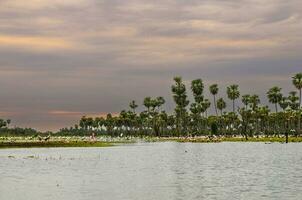 Palms landscape in La Estrella Marsh variety of bird species,  Formosa province, Argentina. photo