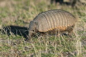 Hairy Armadillo, in grassland environment, Peninsula Valdes, Patagonia, Argentina photo