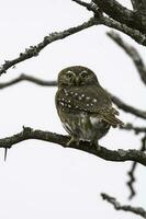 Ferruginous Pygmy owl, Glaucidium brasilianum, Calden forest, La Pampa Province, Patagonia, Argentina. photo