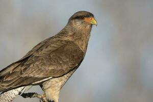 caracara chimango retrato, la pampa provincia, Patagonia , argentina foto