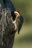 verde prohibido pájaro carpintero en bosque ambiente, la pampa provincia, Patagonia, argentina. foto