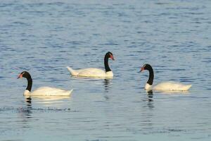 Black necked Swan swimming in a lagoon, La Pampa Province, Patagonia, Argentina. photo