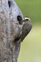 verde prohibido pájaro carpintero en bosque ambiente, la pampa provincia, Patagonia, argentina. foto