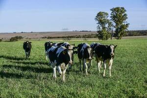 Dairy cow in Pampas countryside,Patagonia,Argentina photo