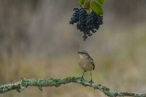 White banded Mockingbird, Patagonia, Argentina photo