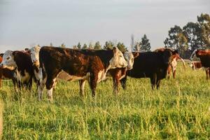 Livestock, Argentine meat production , in Buenos Aires countryside, Argentina photo